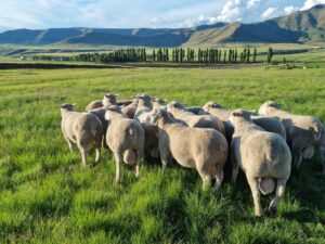 Dormer rams in open green pasture.