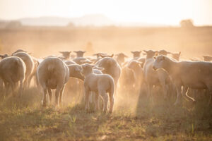 Dormer sheep walking away from the camera in a dusty field.